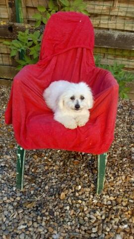 Deux heureuses port&eacute;es viennent d&rsquo;arriver &agrave; l&rsquo;&eacute;levage :