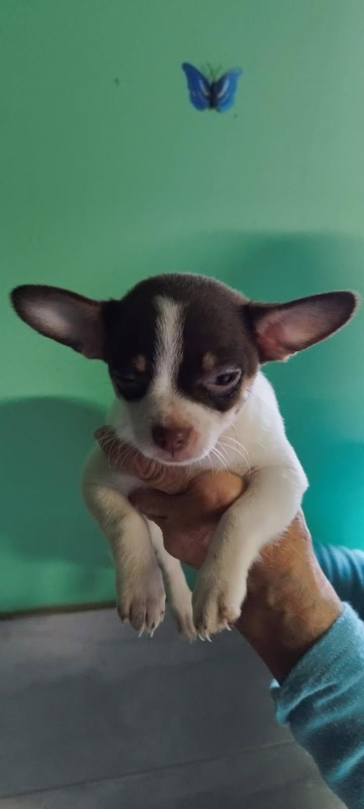 3 femelles Chihuahua