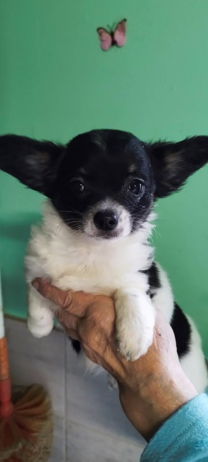 3 femelles Chihuahua