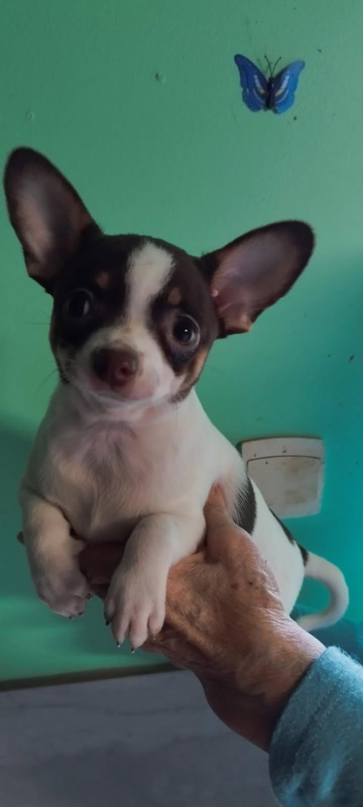 3 femelles Chihuahua