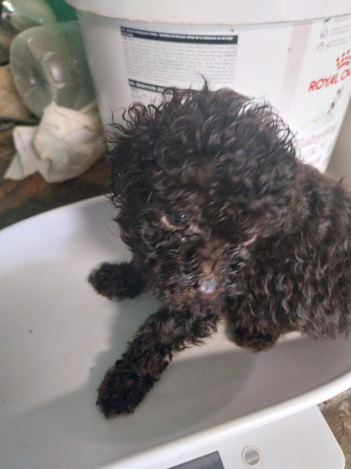 A Adopter sur mars 2026