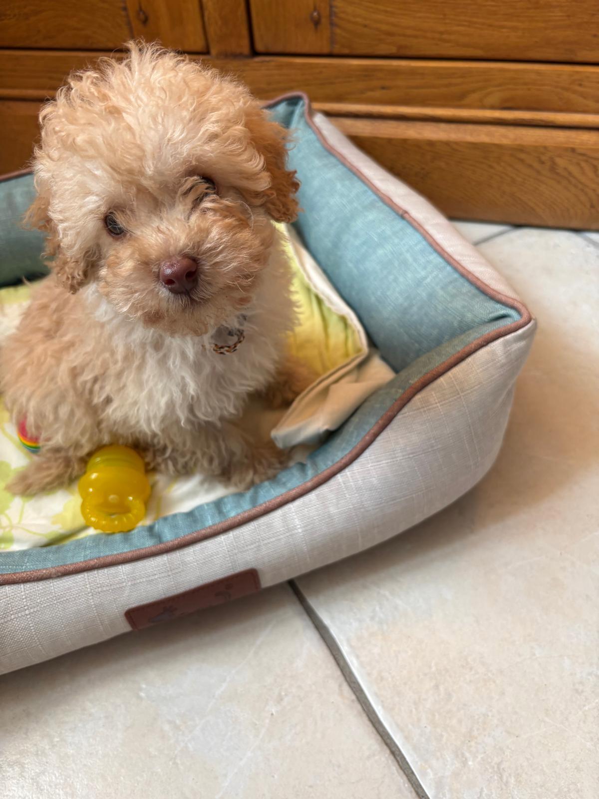 A Adopter sur mars 2026