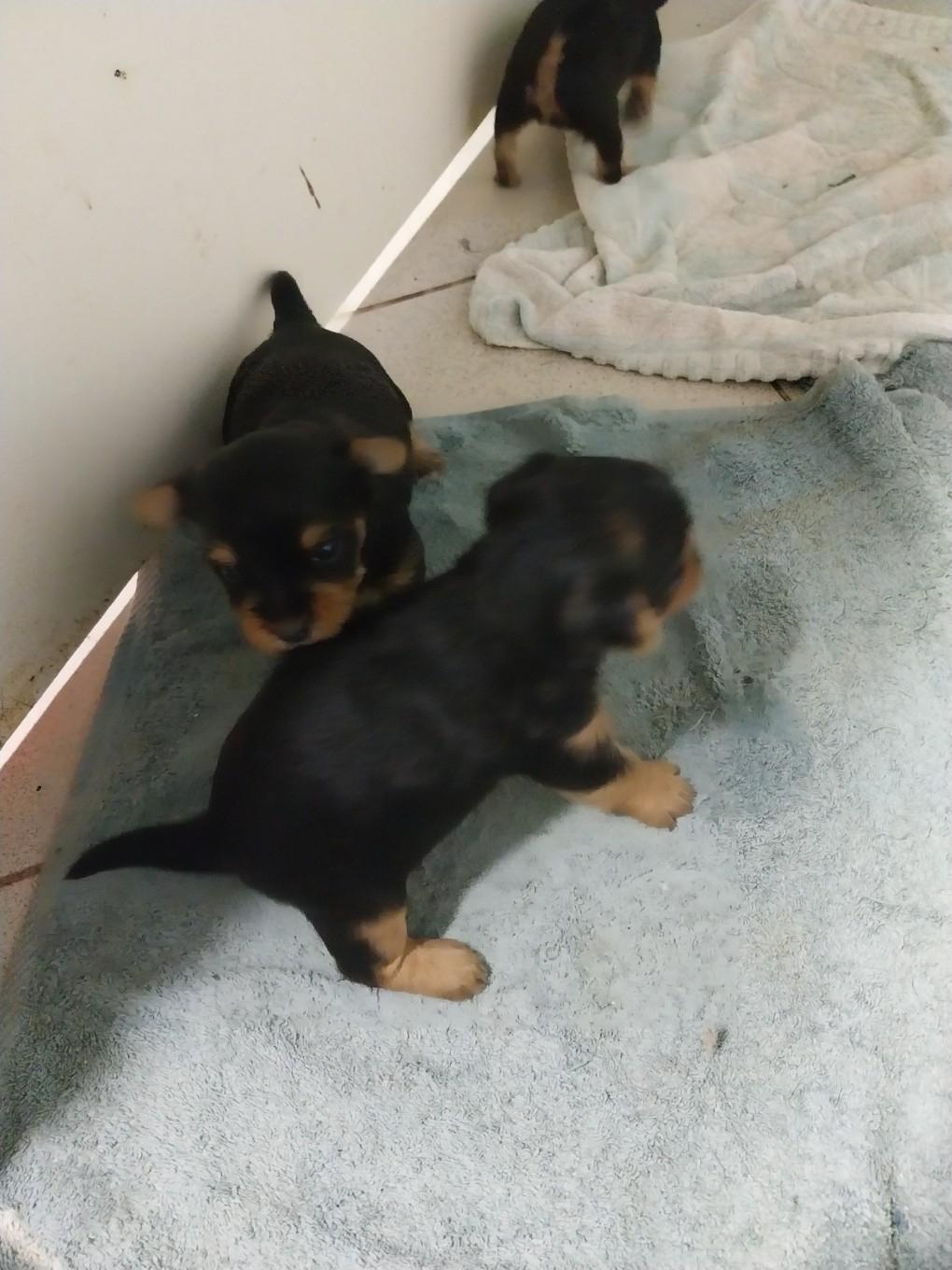 Portées de Yorkshire