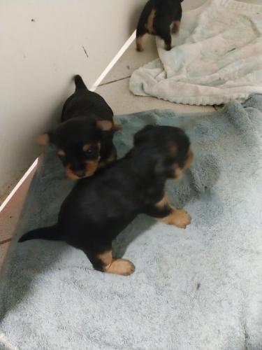 Portées de Yorkshire