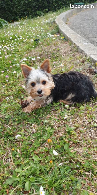 Portées de Yorkshire