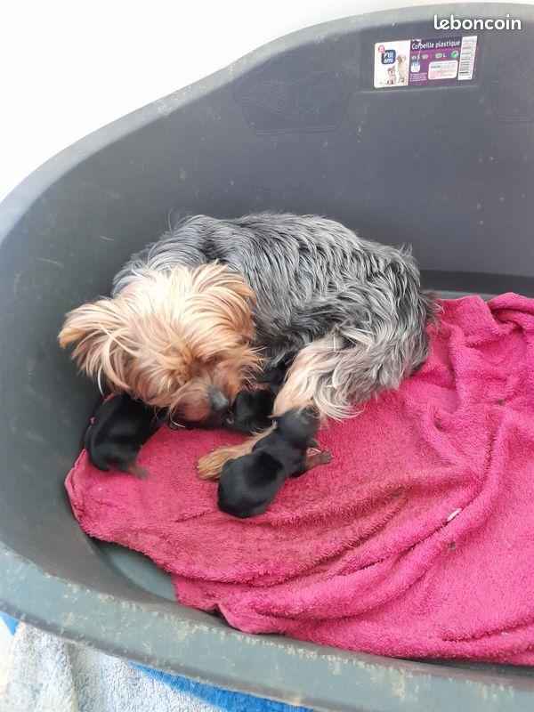 Portées de Yorkshire