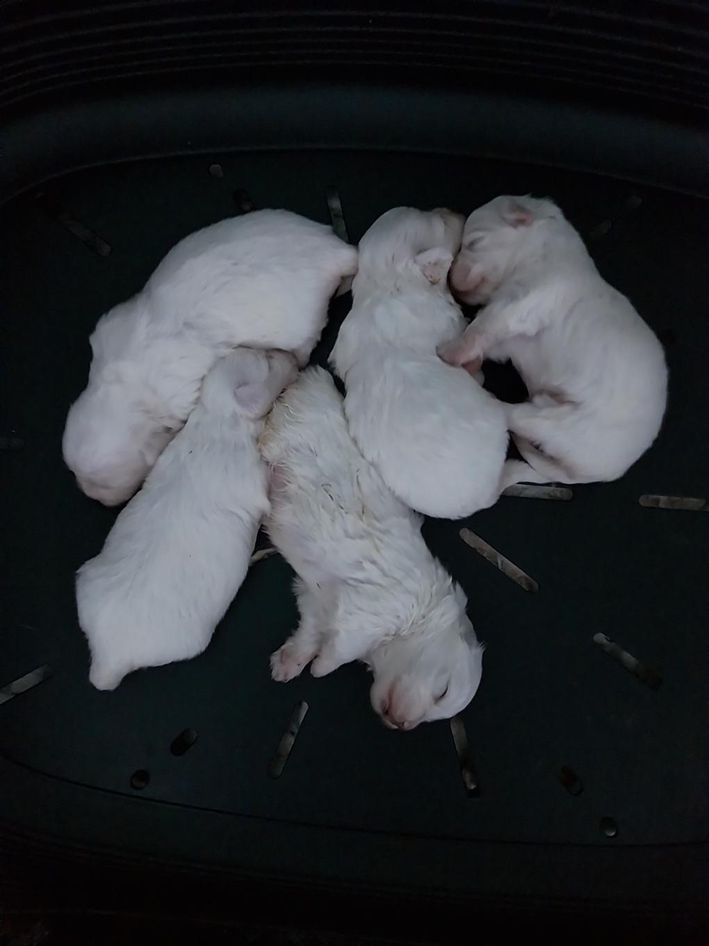 Chiots Coton de Tuléar