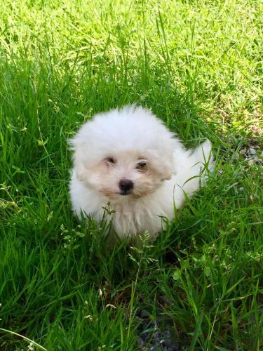 Chiots Coton de Tuléar