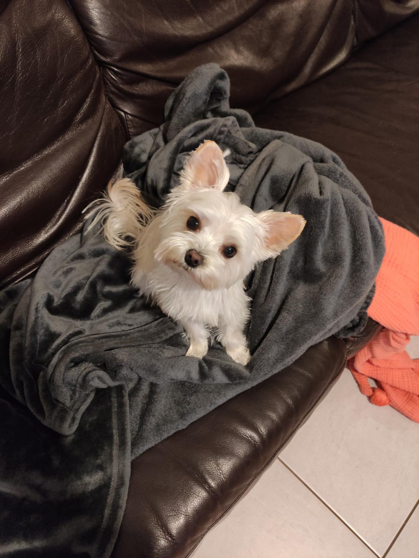 Chiots Coton de Tuléar