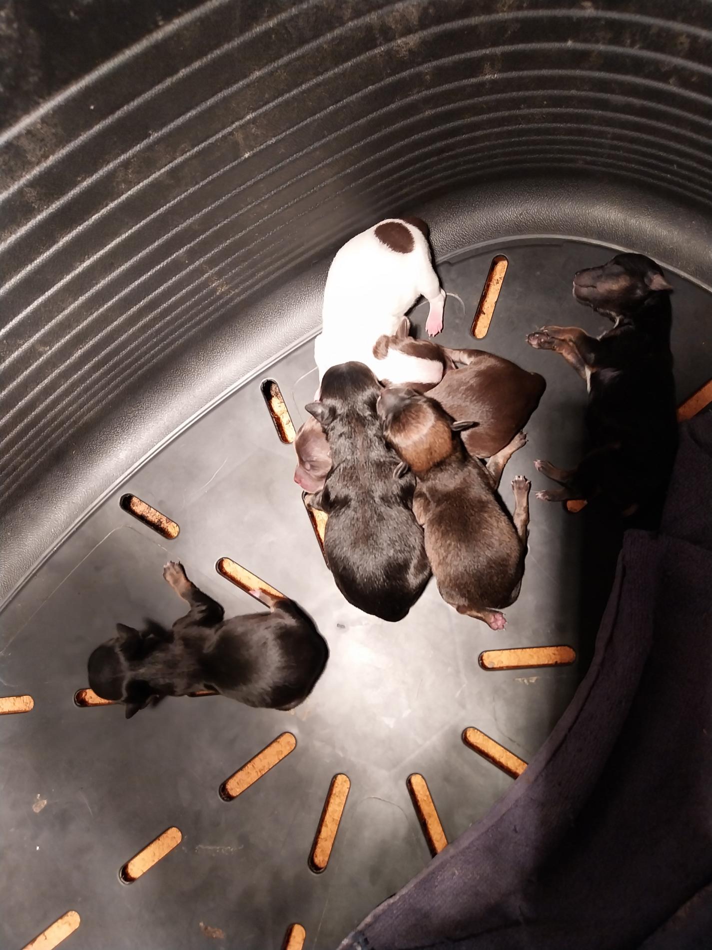 Mini Chihuahuas à réserver