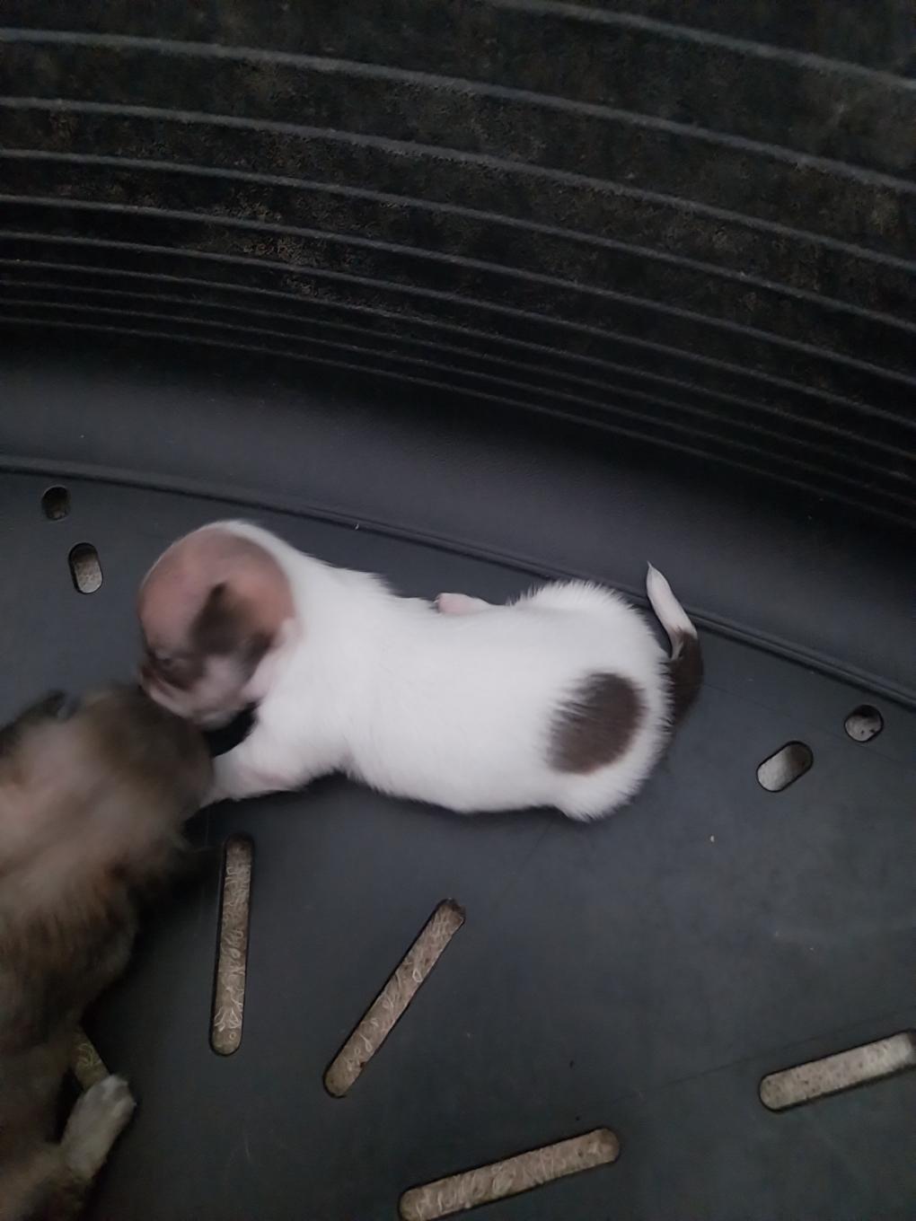 🐾 Adorable portée de Chihuahuas à réserver