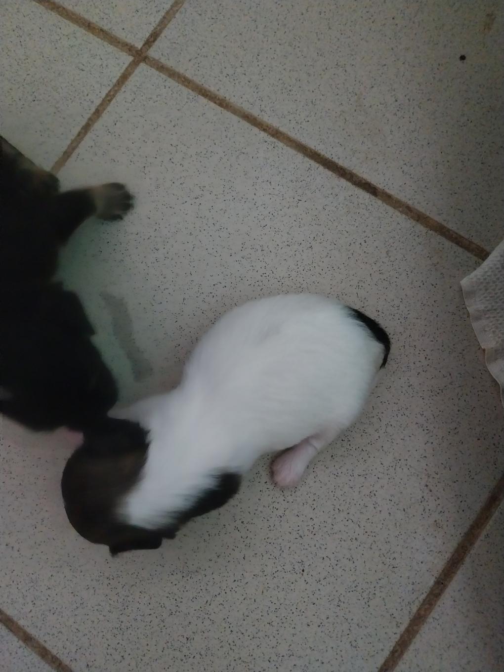 🐾 Adorable portée de Chihuahuas à réserver