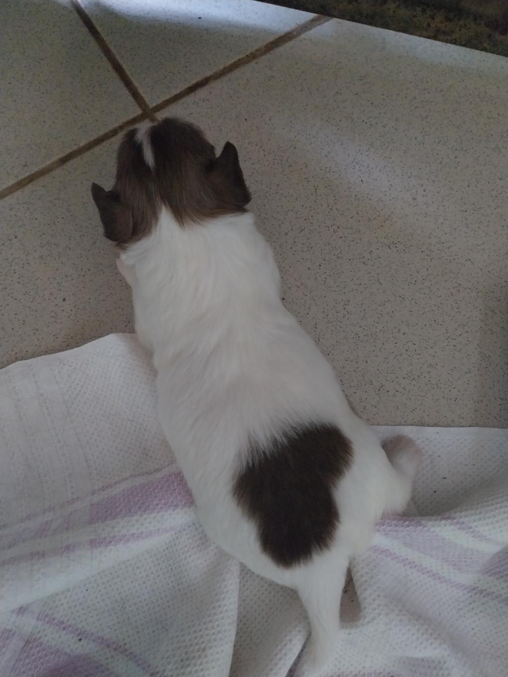 🐾 Adorable portée de Chihuahuas à réserver