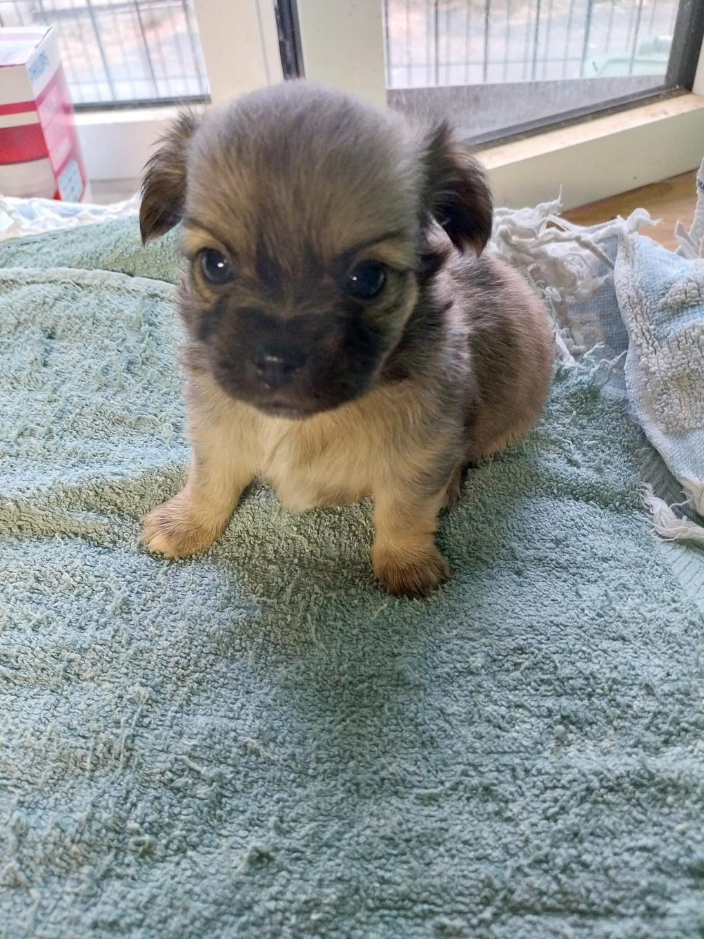 🐾 Adorable portée de Chihuahuas à réserver