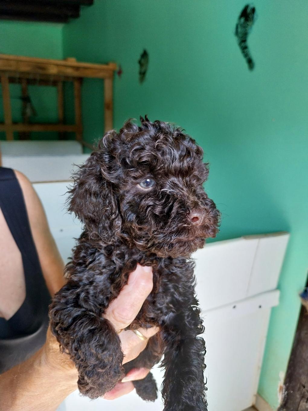 🐾 Adorable portée de Caniches nains à réserver