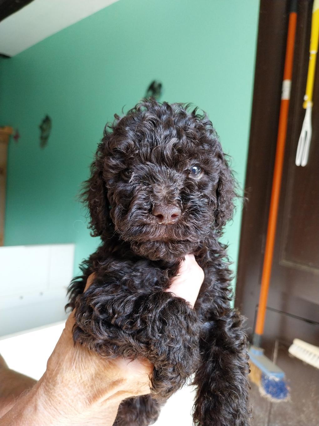 🐾 Adorable portée de Caniches nains à réserver