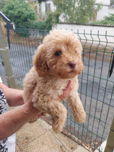 🐾 Adorable portée de Caniches nains à réserver